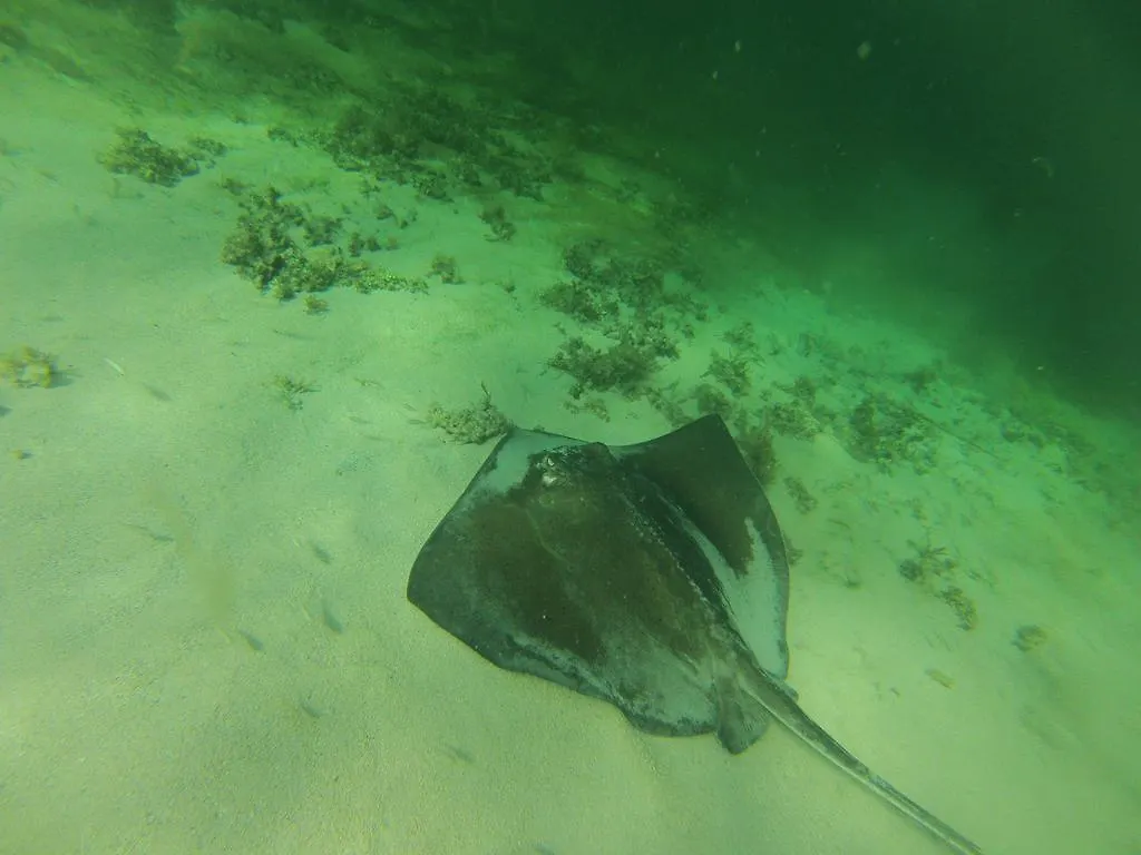 Fish Tobago Guesthouse Buccoo